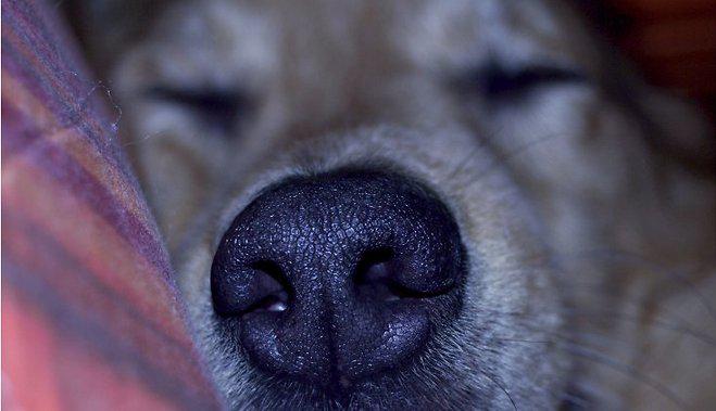 Suņa deguns ir mitrs jo... Autors: esentiall_ Suns - ne visu Tu par viņu zini!
