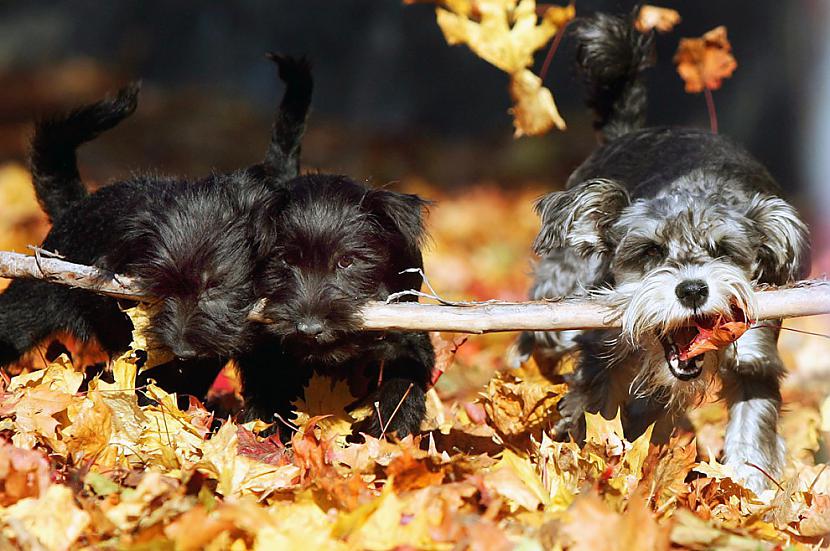 Suņi draiskojas parkā Insbrukā... Autors: ezkins Cilvēka un suņa draudzības svētki