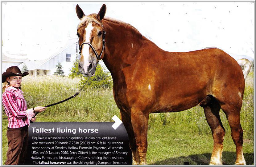 Garākais zirgs pasaulē Šis... Autors: derpers1342 Top 10 dzīvnieki, par kuriem tu nedomātu, ka tādi pastāv