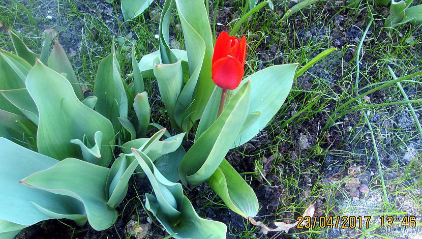 Un viena tulpe ari kā brīnums... Autors: rasiks Pavasaris dārzā.