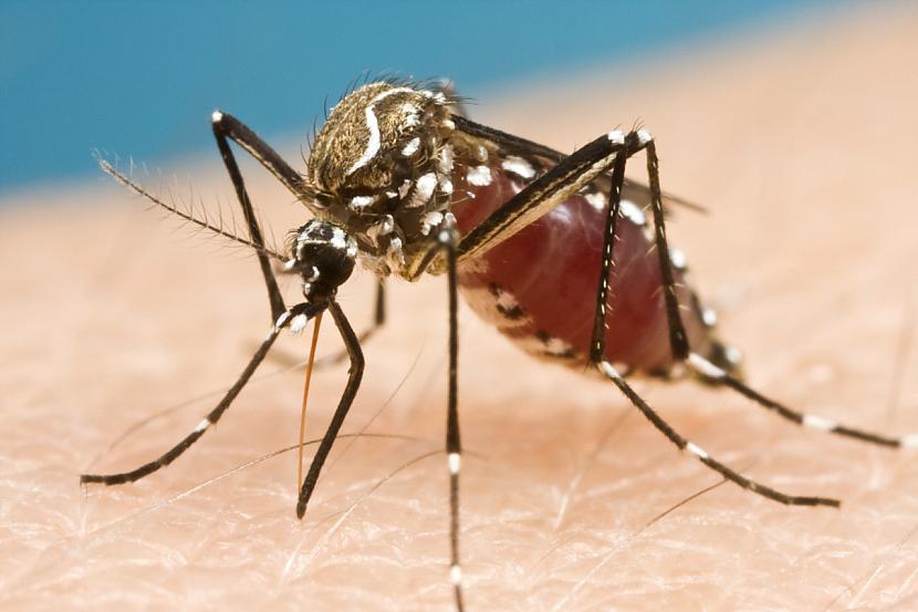 Zikas vīruss izplatāsVarētu... Autors: Lestets Globālās sasilšanas izraisītas nāvējošās slimības