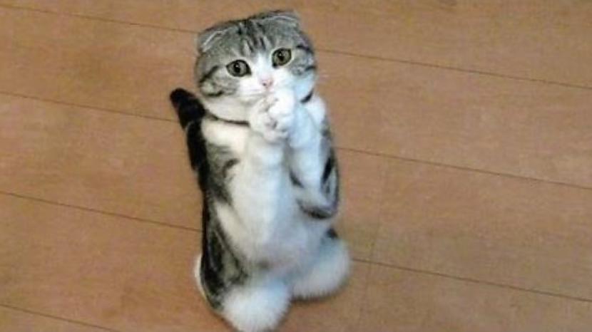 Šodien mans kaķis piečurāja... Autors: Tvītotāja FML: mans priekšnieks man lika noskatīties stundu garu filmu par higiēnu