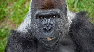 Gorillas spēj saaukstēties un... Autors: exkluzīvais Neticami! Fakti par dzīvniekiem...