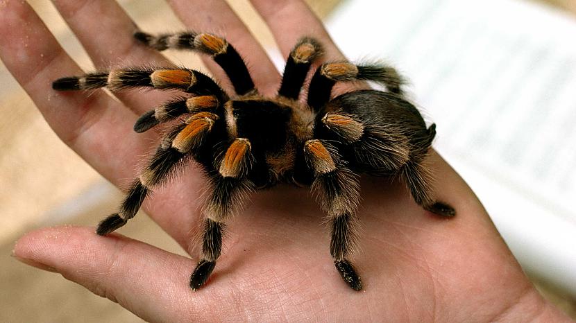 Zirneklis tarantuls spēj bez... Autors: exkluzīvais Neticami! Fakti par dzīvniekiem...