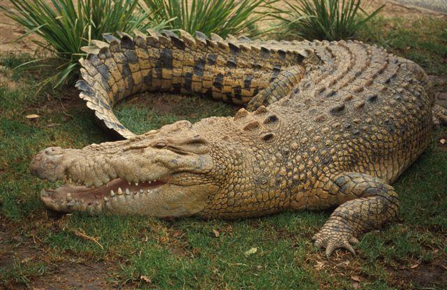 Ja krokodils Jūs ir sakampis... Autors: exkluzīvais Neticami! Fakti par dzīvniekiem (2)