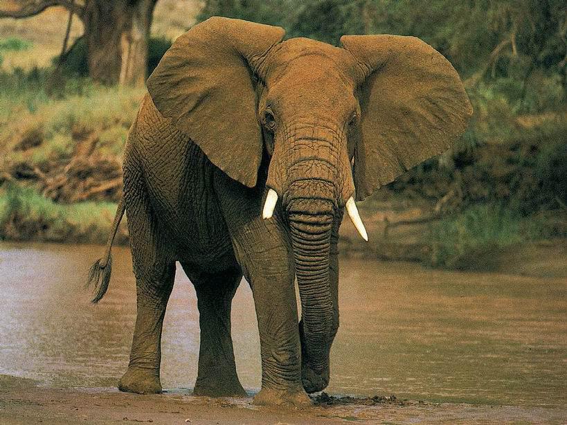 Viens ziloņa zobs var svērt... Autors: exkluzīvais Neticami! Fakti par dzīvniekiem (2)