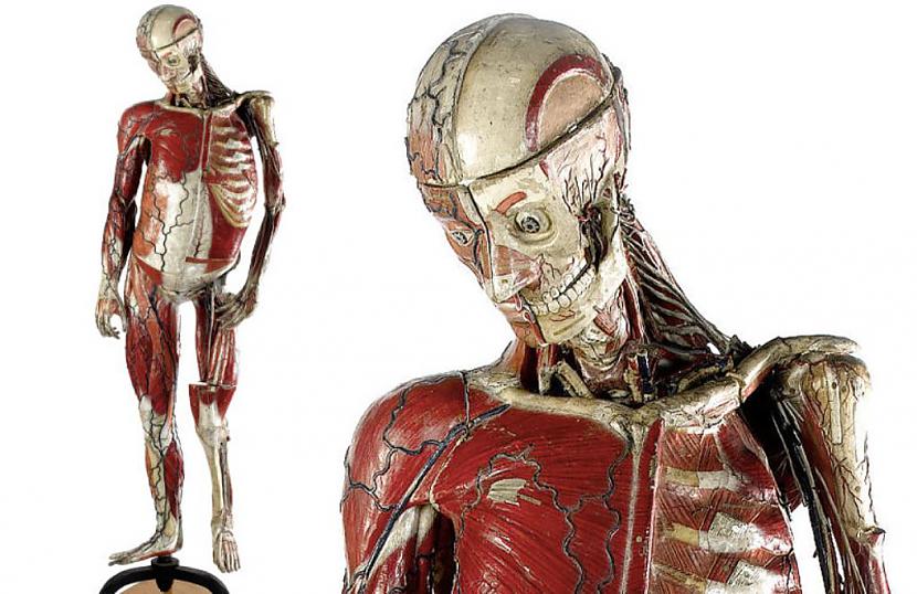 Dabiska izmēra cilvēka modelis... Autors: The Diāna Mūmija?! Nē, medicīnas manekens.