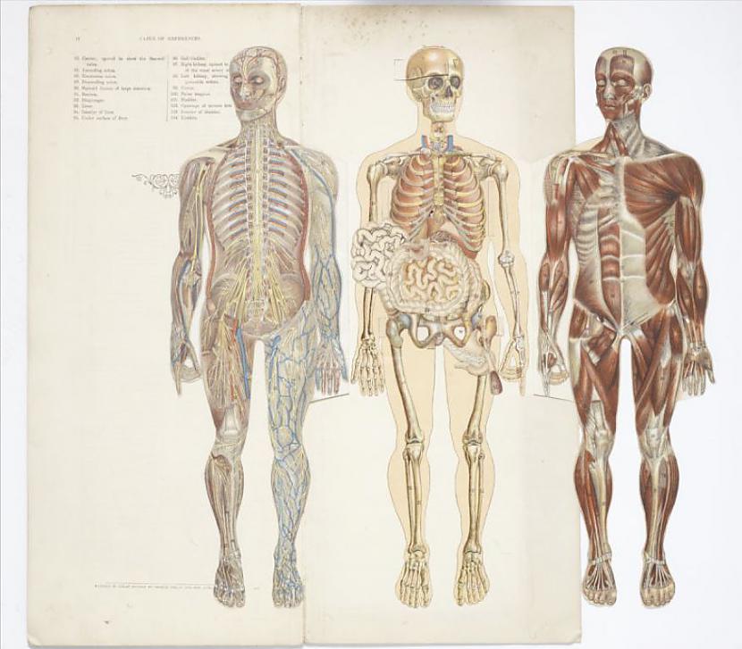 Vīriescarona ķermeņa... Autors: The Diāna Mūmija?! Nē, medicīnas manekens.