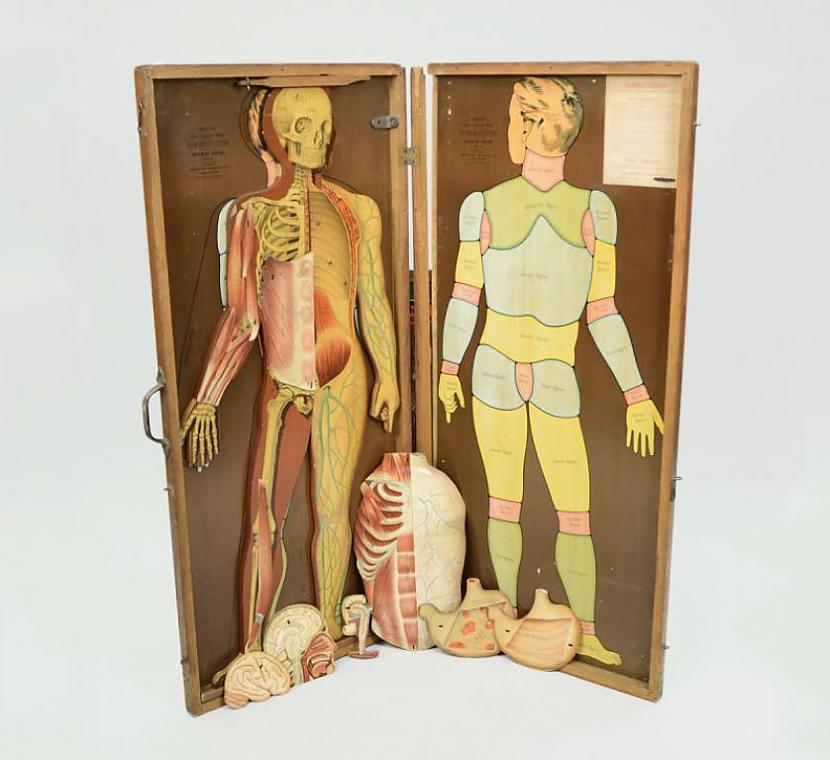 Cilvēka ķermeņa karte... Autors: The Diāna Mūmija?! Nē, medicīnas manekens.
