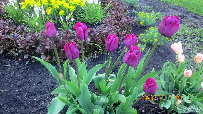 scaronī pavasara skaistākās... Autors: rasiks Manā dārzā