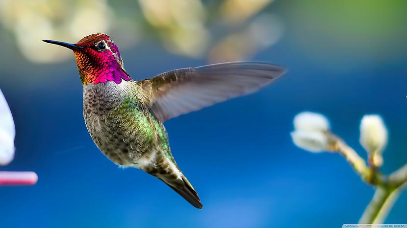 Kolibri putni spēj vēzēt... Autors: Misters Ēna 14 random fakti