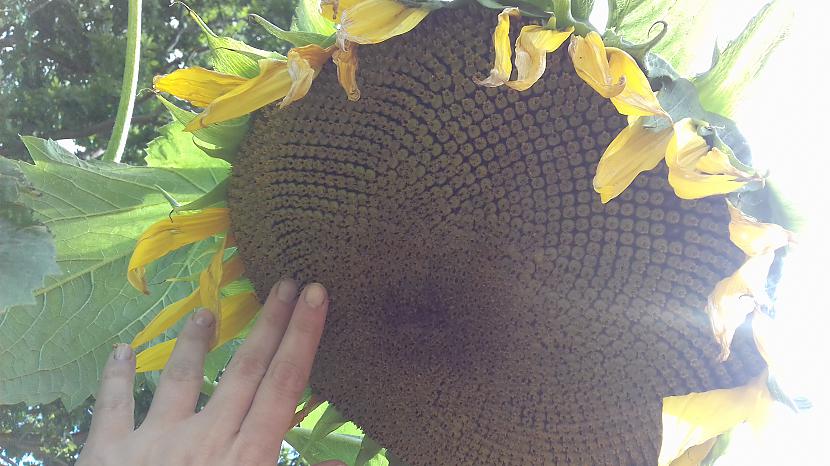 Tik lielas saulespuķes būs... Autors: Griffith Dārza lietas.