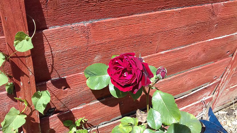 Roze Bija arī lielās rozes bet... Autors: Griffith Dārza lietas.