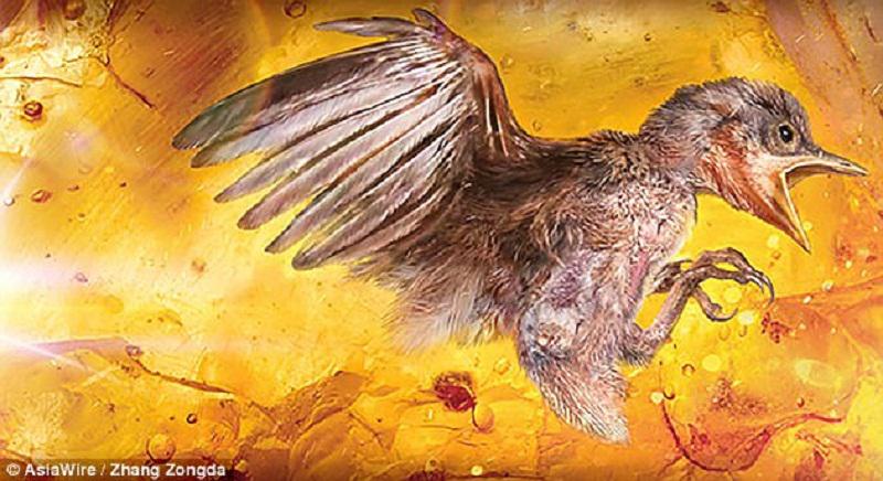 nbsp nbspPiemēram lai... Autors: Mao Meow Atrasts putns, kas bijis ieslodzīts dzintarā 100 miljonus gadu!