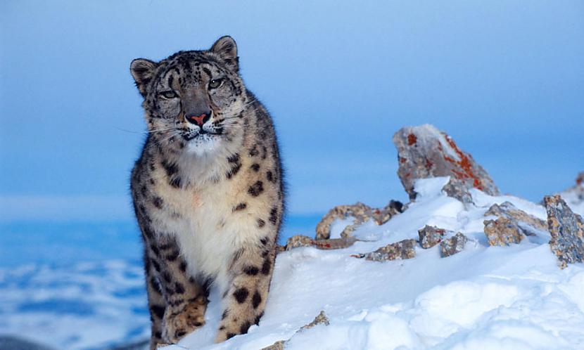 BET Sniega leopardiem scaronis... Autors: Fosilija Kāpēc mans kaķis nevar rēkt kā lauva?