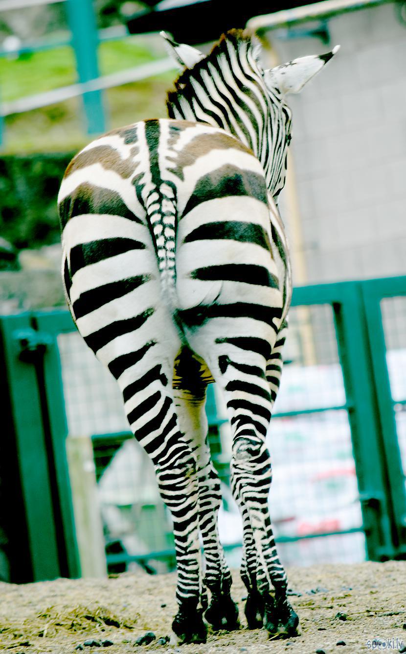  Autors: Strāvonis Zebra