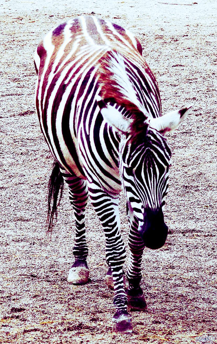  Autors: Strāvonis Zebra