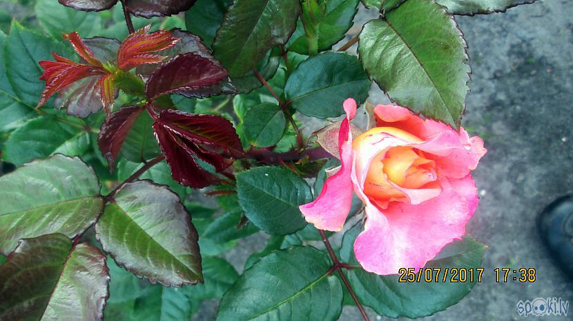 Arī maximas rozīte rāda savu... Autors: rasiks Atkal kāda puķe sirdi priecē