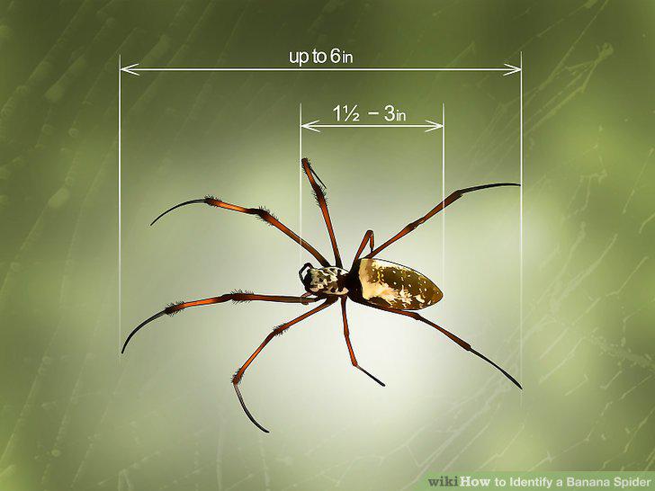 Pētnieks Volfs vēlējās atklāt... Autors: Zirnrēklis Kā zirnekļi pārvietojas kājām gaisā?