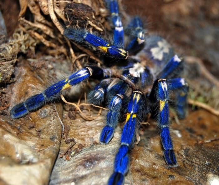 Poecilotheria metallica... Autors: Zirnrēklis Daži seksīgi zirnekļi