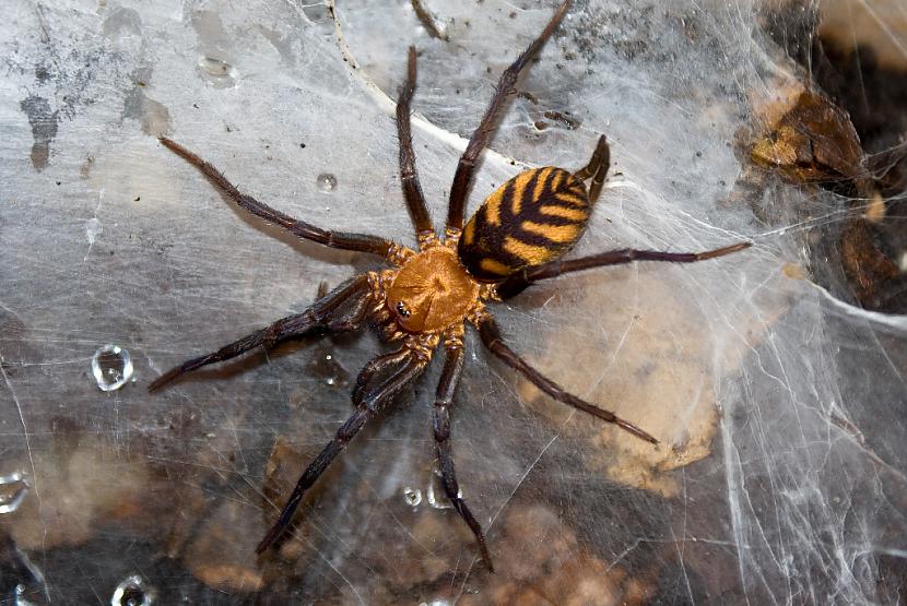 Bolīvijas tīģerzirneklis Baiss... Autors: Zirnrēklis Daži seksīgi zirnekļi