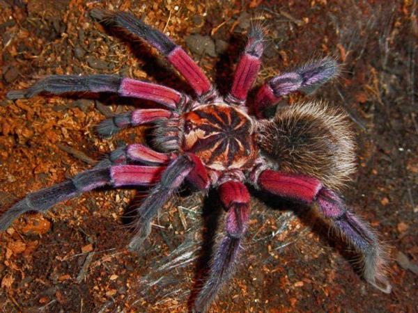 Martinique Red Tree Spider... Autors: Zirnrēklis Daži seksīgi zirnekļi