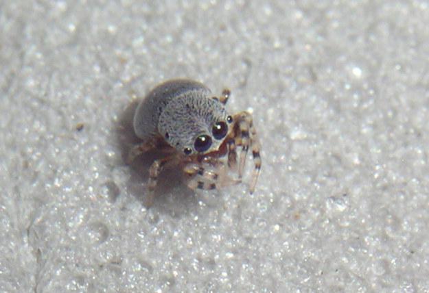 Baby jumping spider... Autors: Zirnrēklis Daži seksīgi zirnekļi