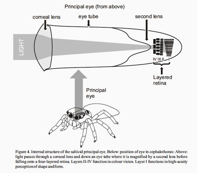 Taču tas nav pietiekami lai... Autors: Zirnrēklis Kā darbojas zirnekļu redze?