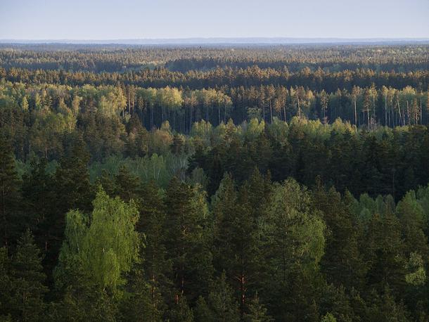 Meži Latvija ir viena no... Autors: vienigaisenriksinboxlv Lietas, par ko var lepoties katrs latvietis.