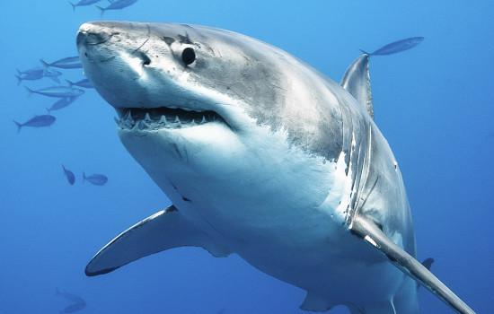 Haizivis gada laikā nogalina... Autors: Fosilija Interesanti fakti par jebko! 3. daļa!