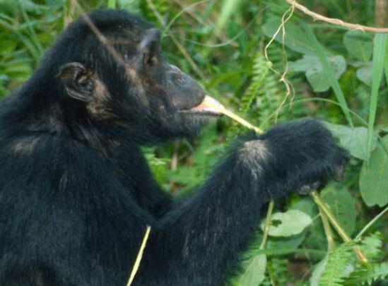 Scaronimpanzes prot izmantot... Autors: Fosilija Interesanti fakti par jebko! 3. daļa!