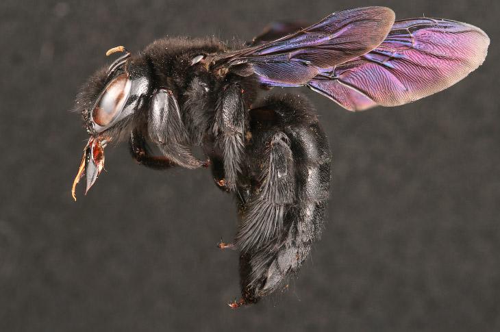 Bites spēlē nozīmīgu lomu... Autors: ezkins Noslēpumainās bites (makrouzņēmumi)