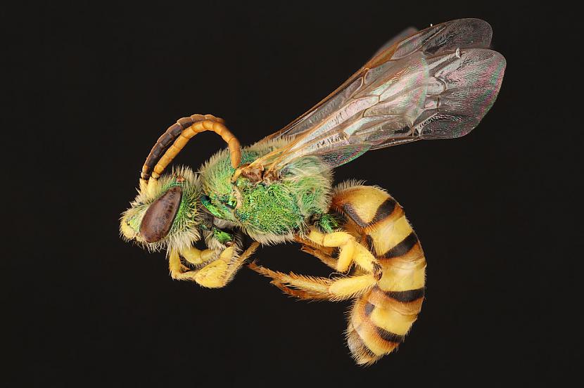 Bites tāpat kā skudras būtībā... Autors: ezkins Noslēpumainās bites (makrouzņēmumi)