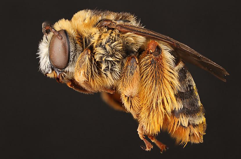 Ar bitēm kopscaron seniem... Autors: ezkins Noslēpumainās bites (makrouzņēmumi)