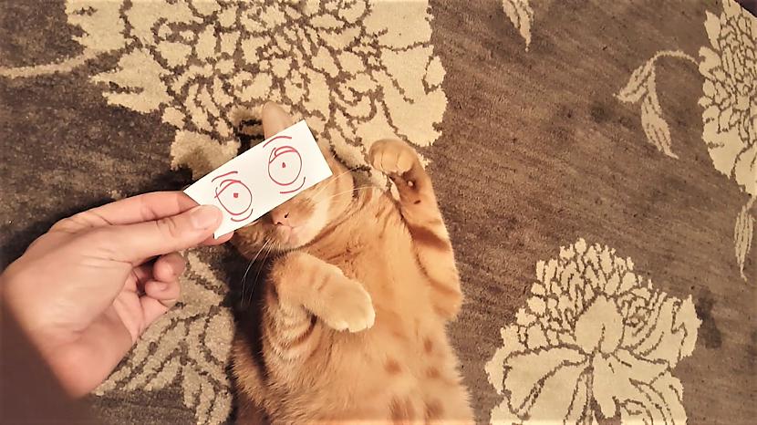  Autors: cocosik@ru Funny & Cute Cats 31/08/2017