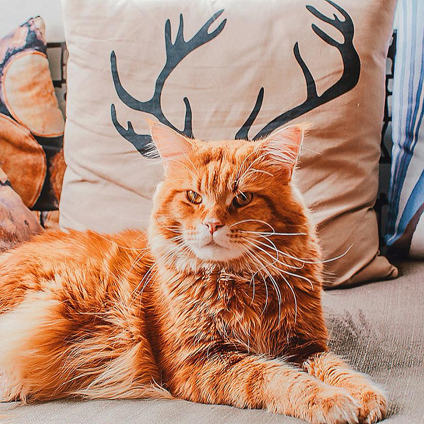 Atveriet 3 lapu būs to vērts... Autors: ArchiiTips Stilīgākais Instagram kaķis - Kotlete!