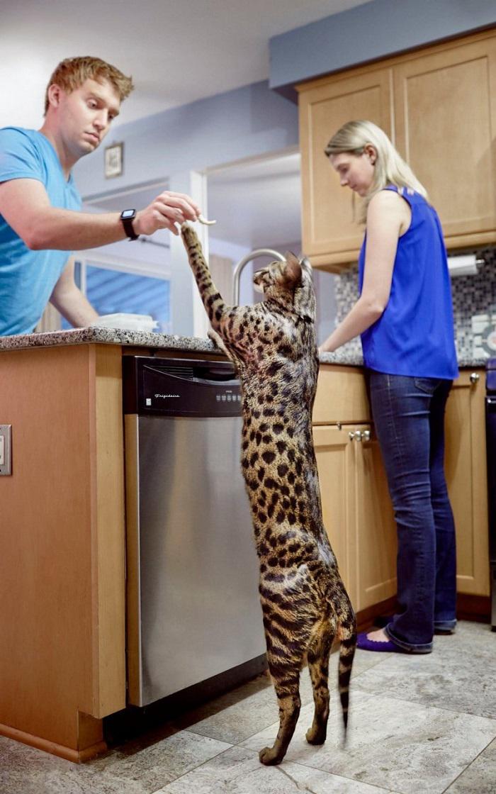 Garākais kaķis  48 cm Autors: matilde 18 dīvainākie Ginesa pasaules rekordi, kas uzstādīti 2017. gadā