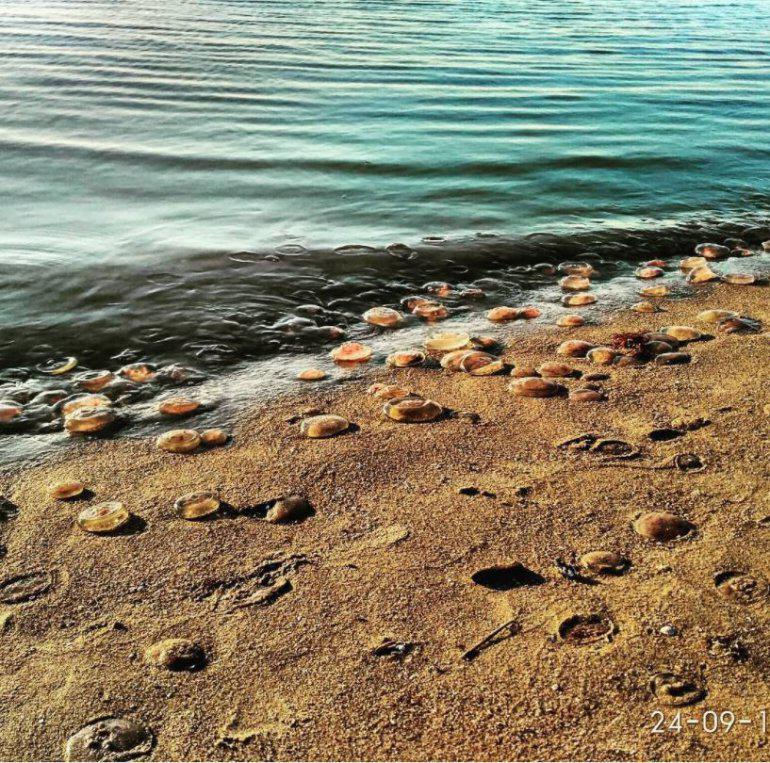 Masveida aurēliju... Autors: 100 A Liepājas pludmales apmeklētājus pārsteidz rozīgas medūzas!