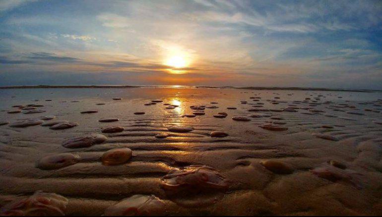Baltijas jūrā mītoscaronā... Autors: 100 A Liepājas pludmales apmeklētājus pārsteidz rozīgas medūzas!