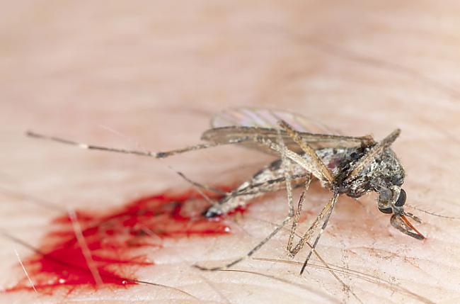Tajā brīdī kad sajūti odu... Autors: Lords Lanselots Kāpēc odi sūc cilvēku asinis?