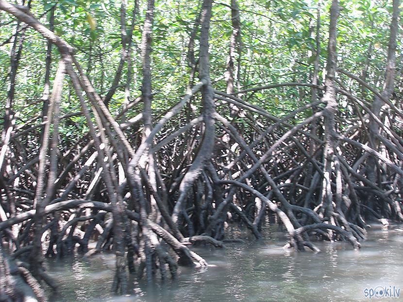 Koki aug sālsūdenī Autors: Juris1604 Ceļojums uz Taizemi
