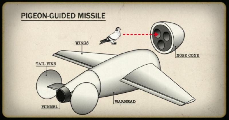 nbsp nbspAp 1943 gadu... Autors: Mao Meow Kā ASV armija mācīja baložiem vadīt bumbas!