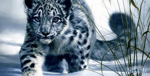  Autors: Lūšuks2413 Leopardi