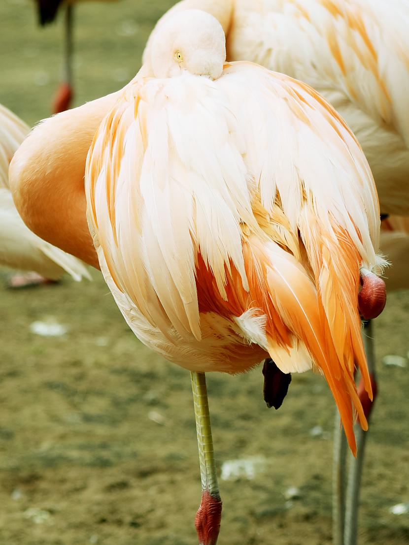  Autors: Strāvonis Flamingo