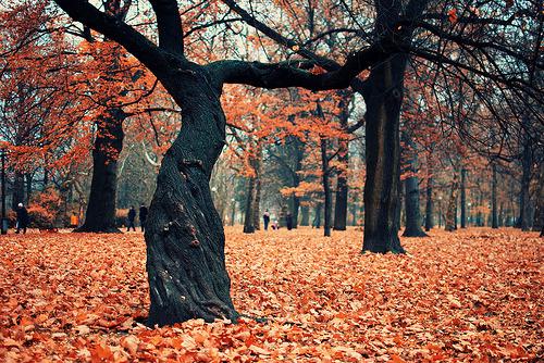  Autors: Fosilija Autumn #38
