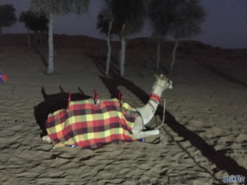 Kamieļi bija ļoti mierīgi bet... Autors: Latišs Latvietis Dubaijā (1. daļa)
