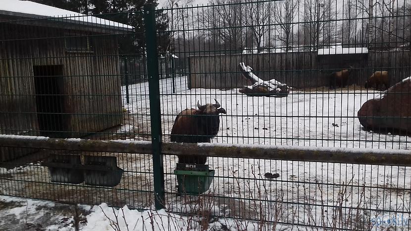 Takins izskatās ka gaidīja kad... Autors: Lestets 1. janvāra pastaiga pa Tallinas zoo