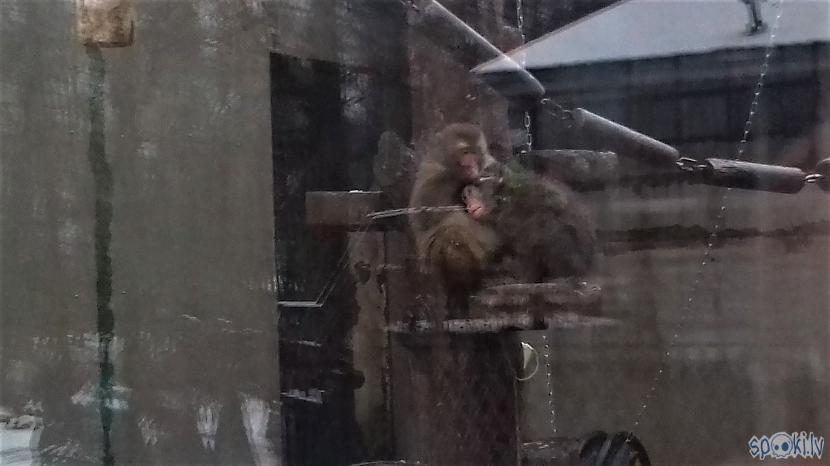 Makakiem kā vienmēr mīlestība Autors: Lestets 1. janvāra pastaiga pa Tallinas zoo