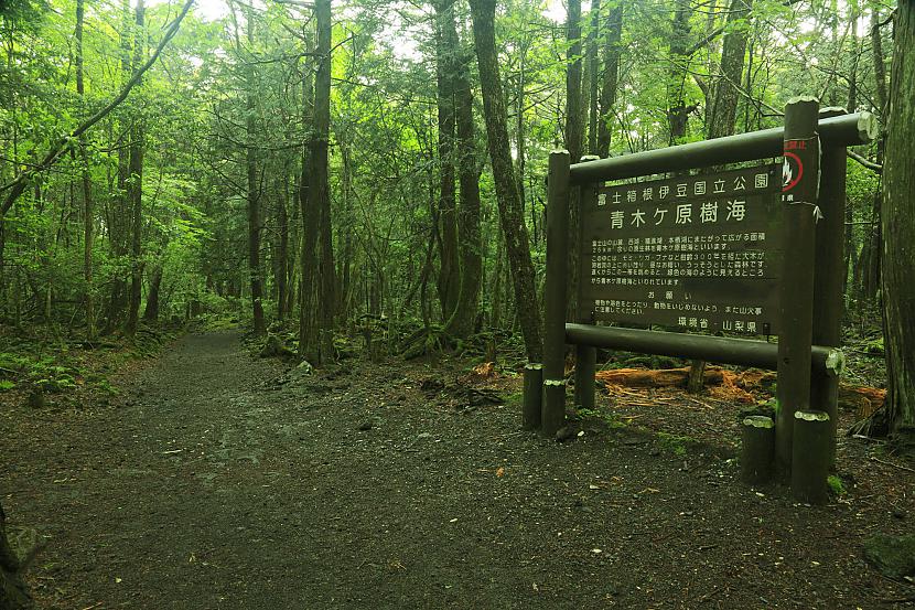 4 Meža teritorijā ir... Autors: matilde 6 fakti par Japānas «Pašnāvību mežu»