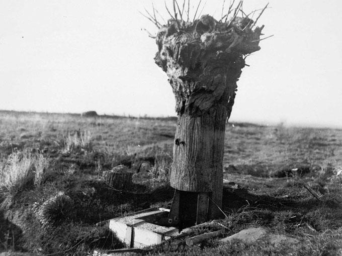 Viltus koks maskēts... Autors: Lestets 1. pasaules kara ieroči un tehnoloģijas | 1. daļa